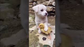 Dog song  youtubeshorts shorts dog trending gk shortsfeed animals vairalvideo [upl. by Boesch100]