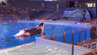 Orca Encounter June 2021  One Big World  SeaWorld San Antonio [upl. by Eirac]