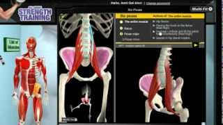 How Iliopsoas Muscles Work 3D Anatomy of Muscles in Motion [upl. by Marciano850]