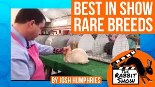 Best of Rare Rabbit Breeds Breeds Show Arkansas [upl. by Vada]