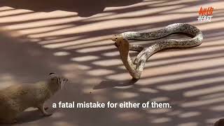 Yellow Mongoose vs Cape Cobra [upl. by Ssur716]