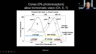 Lecture Electroretinography ERG When Do We Need It [upl. by Mamoun]