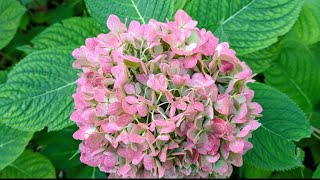 Lovely Hydrangeas In The Fall [upl. by Meter719]