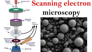 Electron microscopy lecture  Scanning electron microscope [upl. by Iphigenia975]