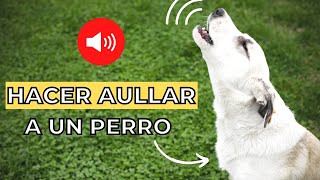 Prueba para Hacer Aullar a un Perro 🐶🔊 Sonidos para perros [upl. by Aleahpar812]