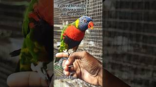 Fully Tamed lorikeet single 13000 pair 23000 birdforsale lorikeet lorikeets madurai friendly [upl. by Tteve]