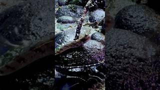 Mudskippers Eating 🪱🪱🪱 paulstingray mudskipper paulsaquariums [upl. by Dahc265]