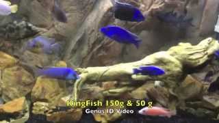 Best African Cichlid GenusSpecies Identification Video Ive seen [upl. by Yasnyl]