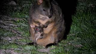 Pademelon Wallaby With Joey in Pouch [upl. by Un]