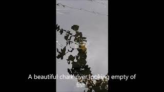 North American Signal Crayfish in the River Loddon Southern England [upl. by Adnaloj]