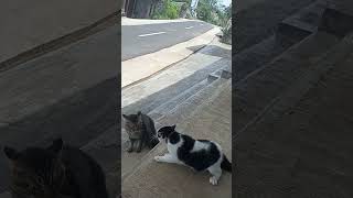 Kucing berantem kucing kucingimut video lucu kucingkampung [upl. by Thagard]