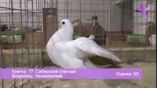 2013011213 ЧастьPart 2 Выставка голубей в Воронеже  Pigeons Show at Voronezh Russia [upl. by Eca]