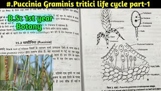 Puccinia Graminis tritici life cycle part1  BSc first year Botany 1st semester  BSc Botany [upl. by Onfroi]