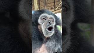 videoshort siamang suarasiamang monkey suarahutan suaraunik viralvideo [upl. by Anaej613]