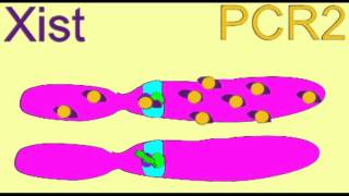 GENETICS 3 X CHROMOSOME INACTIVATION [upl. by Swenson]