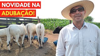 1 HECTARE Irrigado da  LUCRO Plantar MILHO ou fazer Pasto Rotacionado [upl. by Eonak]