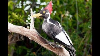 IvoryBilled Woodpecker [upl. by Naivad]