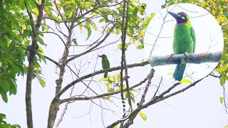 Blackbanded Barbet  stunning looking birds which is endemic to the island of JavaBali Indonesia [upl. by Noryb442]