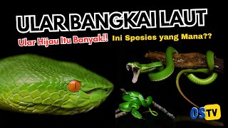 Trimeresurus albolabris Ular Bangkai Laut Si cantik yang mematikan Ada di sekitar rumah kita [upl. by Marb]