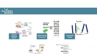 Phage Display Technology  Creative Biolabs Original Version [upl. by Dhumma776]