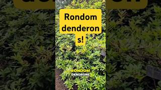 Rondomdenderons shorts funny [upl. by Atnom]