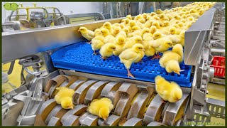 Chicken Mega Factory Chicken Egg Incubation Technology  Broiler Raising Method amp Process 🐣 [upl. by Anicart]