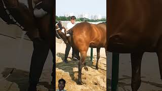 horse equestrian horselover horseracing animals funny duetz comedyfilms comedy bendparty [upl. by Sousa]