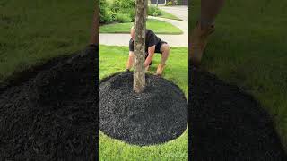 How To Mulch A Tree [upl. by Kreda398]