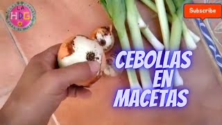 COMO CULTIVAR CEBOLLAS EN MACETAS  COMO SEMBRAR CEBOLLAS EN TU CASA [upl. by Nurav]