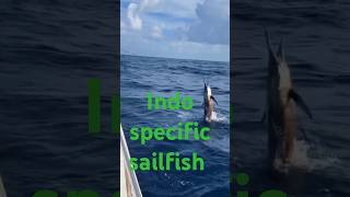 Caught a very big Indo specific sailfish by foreigner maldives fishing fish [upl. by Naenaj]