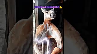 Kangaroo vs man kangaroo vs  man edit [upl. by Ymmaj]