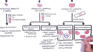 Anaemia anemia  classification microcytic normocytic and macrocytic and pathophysiology [upl. by Araid]