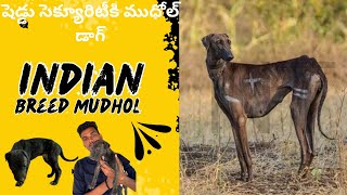 Mudhol dog was brought to the shed security Venkat Laxmi vlogs [upl. by Ailil752]