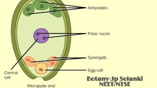 Megasporogenesis formation of megaspore from megaspore mother cell [upl. by Lyrak]