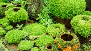 How to Grow Moss Garden Indoor  Moss Garden Indoor Tips [upl. by Remde833]