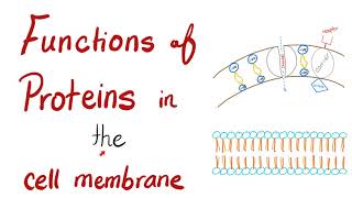 Functions of Proteins in the Cell Membrane [upl. by Yleak]