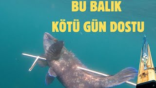 Mersinde zıpkınla balık avı Levrek lagos baraküdalar ve kikla [upl. by Vish5]