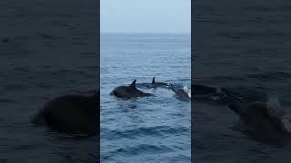 Amazing moment lovina dolphin pulaudolphin pantailovina dolphin snorkling [upl. by Eigriv309]