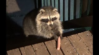 Wednesday May 8 2024  Raccoons on the porch and in the yard on a cold night [upl. by Ellerud]