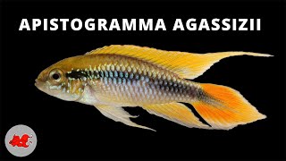 Apistogramma agassizii ✔ [upl. by Danzig]