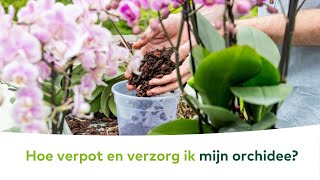 KAMERPLANTEN  Hoe verpot en verzorg ik mijn orchidee [upl. by Maer331]