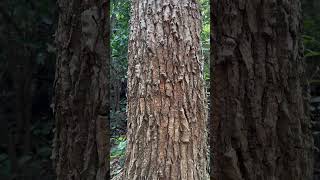 Bark of Erythrina stricta a tree of Odisha trees medicinal odisha indianplant [upl. by Rannug]