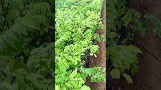 Str fruits sweet  grafting plant [upl. by Nnuahs]