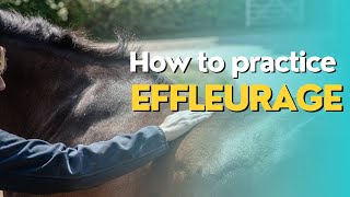 Effleurage Equine Massage Stroke [upl. by Eboh]