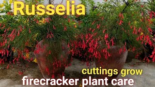 Russeliafirecracker plant care [upl. by Balbinder]