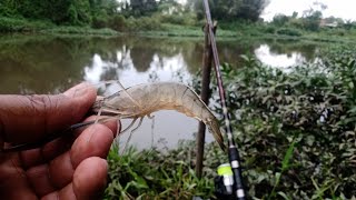 PESQUEI COM CAMARÃO VIVO EM OUTRO PONTO DO RIO JUQUERIQUERECARAGUATATUBA [upl. by Fanchon795]