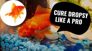 Dropsy In Pet Fish Symptoms Cure Prevention amp More Within Just 3 Minutes [upl. by Arraeit]