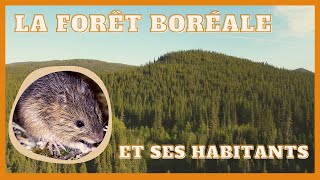 La forêt boréale notre visite à la ZEC des Martres [upl. by Eagle545]