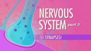 The Nervous System Part 3  Synapses Crash Course Anatomy amp Physiology 10 [upl. by Aenert]