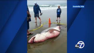 White shark washed up on Santa Cruz Co beach had multiple injuries [upl. by Htaeh654]